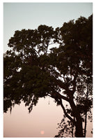 Modern Fine Art Photograph - Live Oak With Moon
