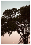 Modern Fine Art Photograph - Live Oak With Moon