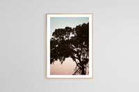 Modern Fine Art Photograph - Live Oak With Moon