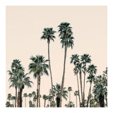 Modern Fine Art Photograph - Mid-Century Palms #1