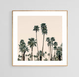 Modern Fine Art Photograph - Mid-Century Palms #1