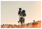 Modern Fine Art Photograph - Mid- Century Palms #2