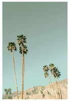 Modern Fine Art Photograph - Mid- Century Palms #3