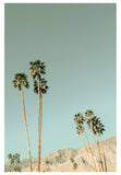 Modern Fine Art Photograph - Mid- Century Palms #3