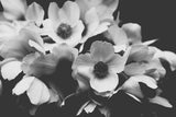 Modern Fine Art Print - Midnight Anemone #2