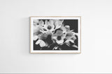 Modern Fine Art Print - Midnight Anemone #2