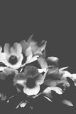 Modern Fine Art Print - Midnight Anemone #3