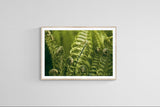Modern Fine Art Photograph - Morning Fern #2