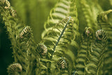 Modern Fine Art Photograph - Morning Fern #2