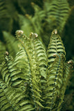 Modern Fine Art Photograph - Morning Fern #3