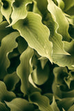 Modern Fine Art Photograph - Morning Hosta #1