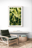 Modern Fine Art Photograph - Morning Hosta #1