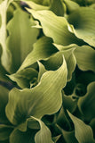 Modern Fine Art Photograph - Morning Hosta #2