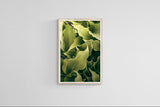 Modern Fine Art Photograph - Morning Hosta #2