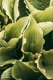 Modern Fine Art Photograph - Morning Hosta #4