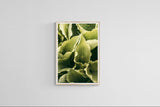 Modern Fine Art Photograph - Morning Hosta #4