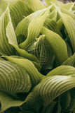 Modern Fine Art Photograph - Morning Hosta #6