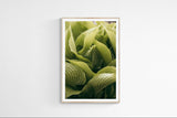 Modern Fine Art Photograph - Morning Hosta #6