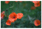 Modern Fine Art Photograph - Poppy Garden #1