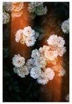 Modern Fine Art Photograph - Rosy Glow 1