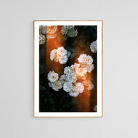 Modern Fine Art Photograph - Rosy Glow 1