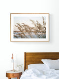 Modern Fine Art Photograph - Sea Oats #2