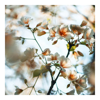 Modern Floral Photograph - Spring Blush #2