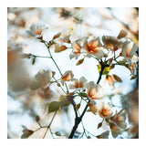Modern Floral Photograph - Spring Blush #2