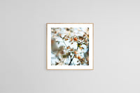 Modern Floral Photograph - Spring Blush #2