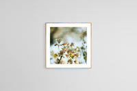 Modern Floral Photograph - Spring Blush #3