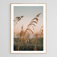 Modern Fine Art Photograph - Sea Oat Season #1