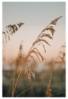 Modern Fine Art Photograph - Sea Oat Season #1