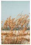 Modern Fine Art Photograph - Sea Oats #5