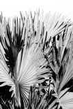 Modern Fine Art Photograph - Silver Skies #3