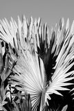 Modern Fine Art Photograph - Silver Skies #4
