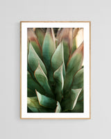 Modern Fine Art Photograph - Spring Agave #2