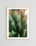 Modern Fine Art Photograph - Spring Agave #2