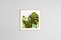 Verdure #5 -  Fine Art Photograph