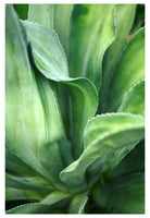 Modern Fine Art Photograph - Agave Twist