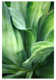 Modern Fine Art Photograph - Agave Twist