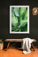 Modern Fine Art Photograph - Agave Twist
