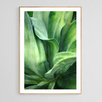 Modern Fine Art Photograph - Agave Twist
