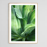 Modern Fine Art Photograph - Agave Twist