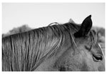 Modern Fine Art Photograph - Auburn #1
