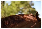 Modern Fine Art Photograph - Auburn #2