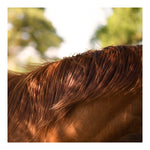 Modern Fine Art Photograph - Auburn #2