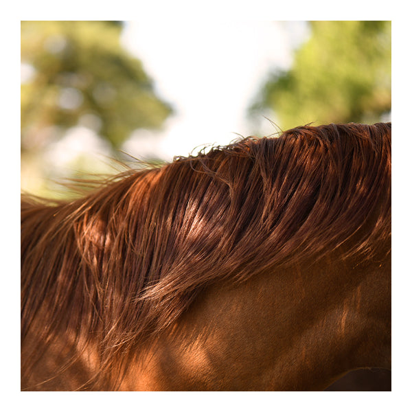 Modern Fine Art Photograph - Auburn #2