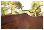 Modern Fine Art Photograph - Auburn #4