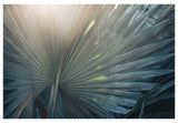 Modern Tropical Photograph - Bismarck Glow