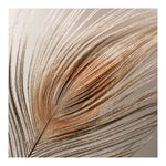 Modern Fine Art Photograph - Blush Feather #1